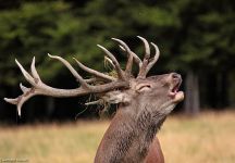 Rothirschbrunft 20er Ederkopf